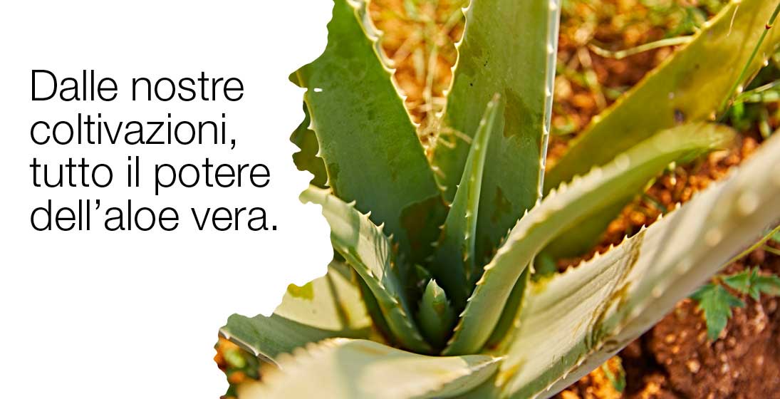 aloe 1.jpg